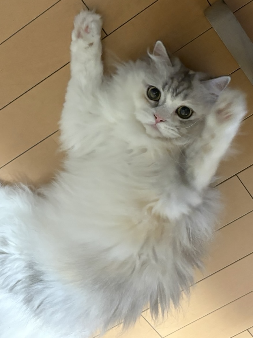 制作前の猫のお写真